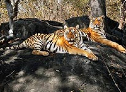Pench - Mowgli Land Tour