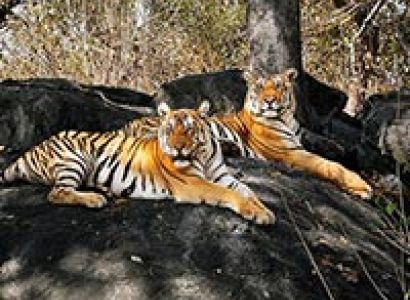 Pench – The Mowgli Land