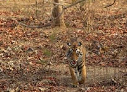 Panna Tiger Reserve and Khajuraho, Madhya Pradesh