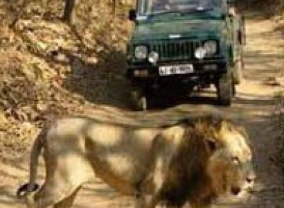 Wildlife and Heritage of Gujarat Tour