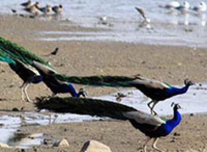 Golden Triangle Tour With Bharatpur & Ranthambore