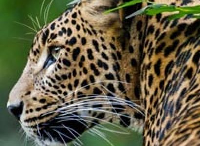 Odisha Wildlife Tour