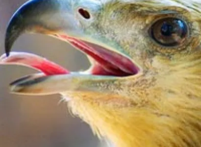 Odisha Wildlife Tour