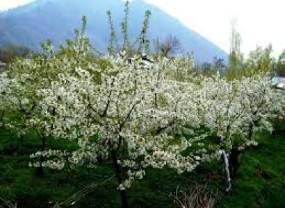 Naranag-domail-marchoi Day-trek