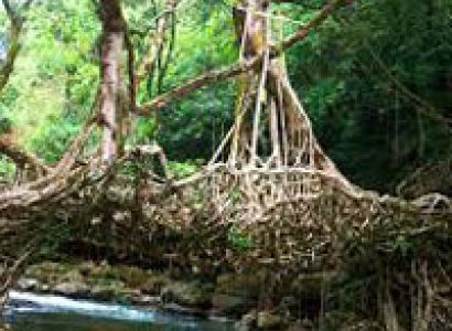 Kaziranga Tour Package