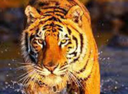 Sundarban Tour Package