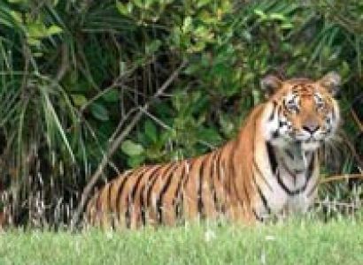 Sundarbans Package 2 Night 3 Days Tour