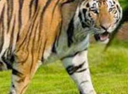 Tour Programme of Kumayon ( 11 night 12 Days)