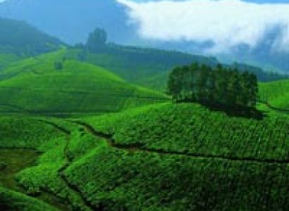 Munnar - Thekkady Combo Package