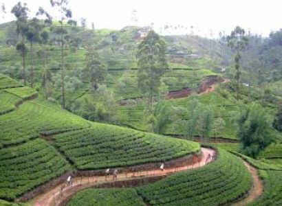 Sri Lanka Tour