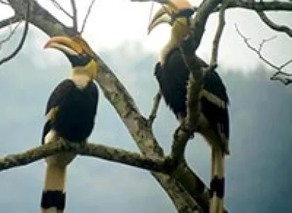 Bhutan Bird Watching Tour