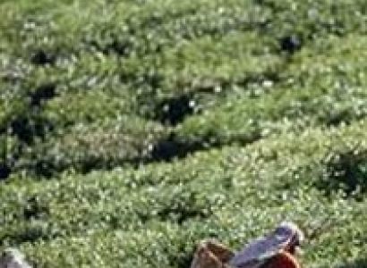 Sri Lankan Spice Tour