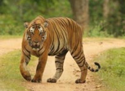 Best of Southern India and Goa Tour