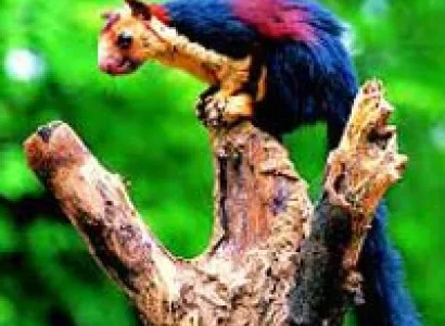 Malabar Coast Tour Package