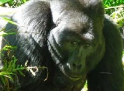 Rwanda Gorillas Safari Tour
