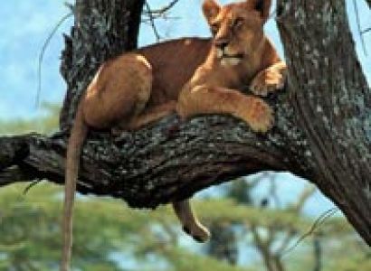 Tanzania Highlights Tour