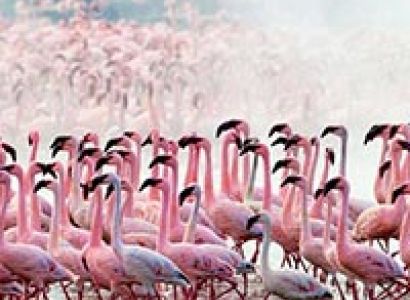 4-Days Enjoy The Maasai Mara And Lake Nakuru Jamboree Tour