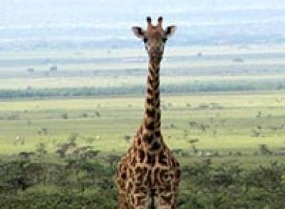5-Days Masai Mara - Lake Nakuru And The Aberdares Classic Tour