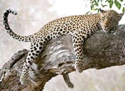 6-Days Masai Mara - L. Nakuru - Amboseli Wild Safari Offer Tour