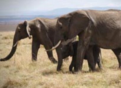 5 days Masai Mara, Lake nakuru, Lake Naivasha and Hells Gate National Parks amazing safari Tour