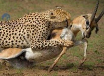 2 - Day 1 Night Masai Mara Short Safari Tour