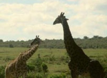 7-Day Private Bush Safari Tour