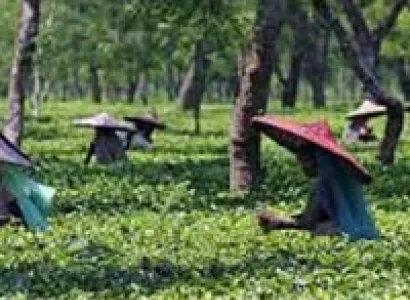 Dibrugarh (Assam) Tour