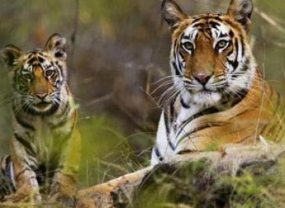Kanha National Park Tour