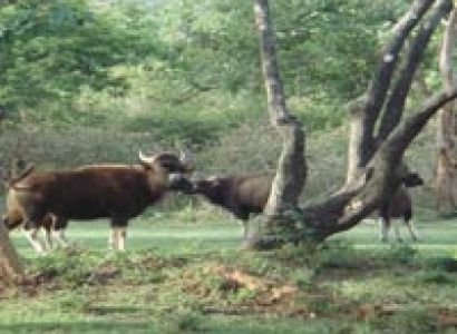 Deluxe Package For Unexplored Wildlife Of Nameri For Couple