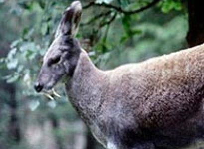 Memorable Himachal Pradesh Shimla With Tatta Pani Package