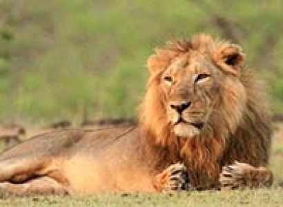 Top Package To Visit The Home Of Asiatic Lion At Sasangir Gujarat With Friends