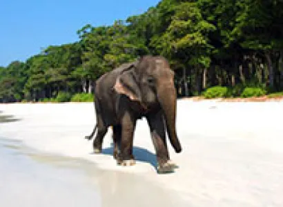 Andaman Adventure (Havelock Special Package)