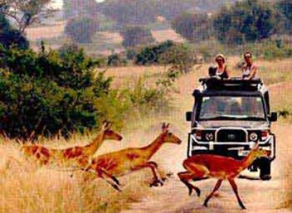 5 Days Uganda safari to Lake Mburo & Queen Elizabeth Np Tour