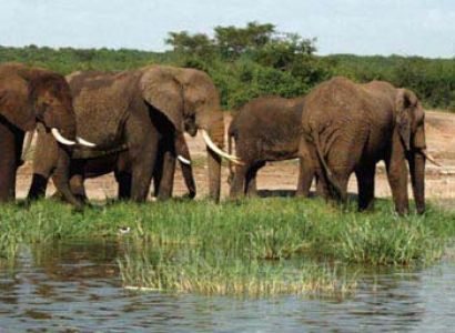 10 Days Uganda Safarii Tour