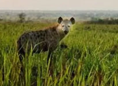 5 Days safari to Lake Mburo & Queen Elizabeth Np Tour