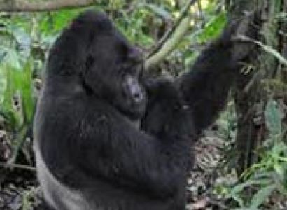 4 Days Lake Mburo and Bwindi Forest National Park Tour