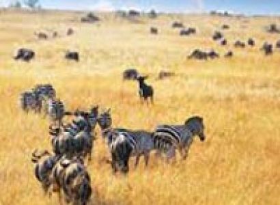 Ngorongoro Safari Tanzania Tour