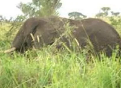 Queen Elizabeth National Park Safari Package