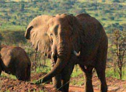 Murchison Falls and Queen Elizabeth National Park Safari Package