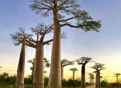 Madagascar Tours Package