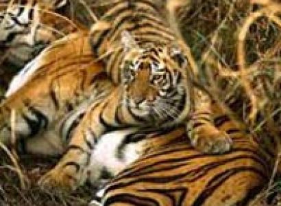Kolkata Shantiniketan and Sundarban Forest Tour