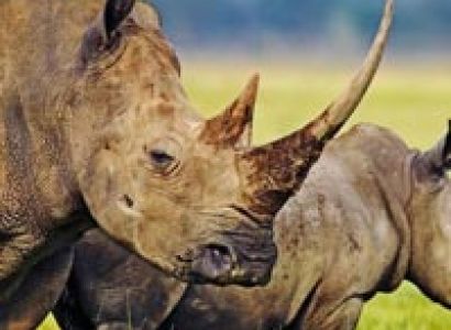 Superb Luxury Safari Tour