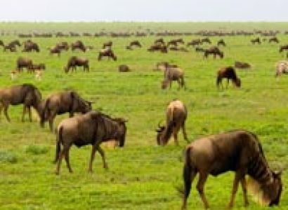 A Day Trip To Ngorongoro Crater Tour