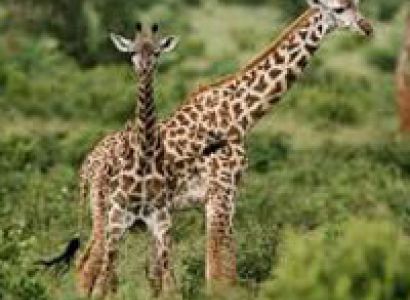 3 Days Best Wildlife Safari Tour