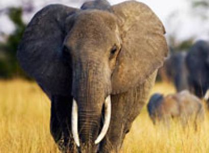 2 Days Sensational Wildlife Safari Tour