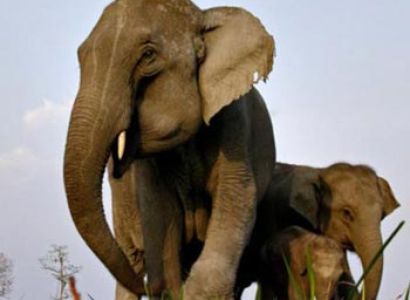 Wildlife Circuit Of Assam Tour