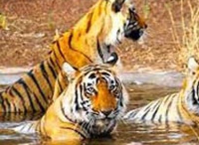 Ranthambore  Wildlife Tour