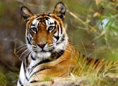 Orissa Wildlife Tour