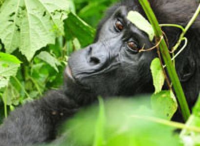 Safari to Lake Mburo, Bwindi Impenetrable Forest & Queen Elizabeth National Parks