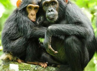 Safari to Murchison Falls, Kibale National Park, Queen Elizabeth & Lake Mburo National Park Tour